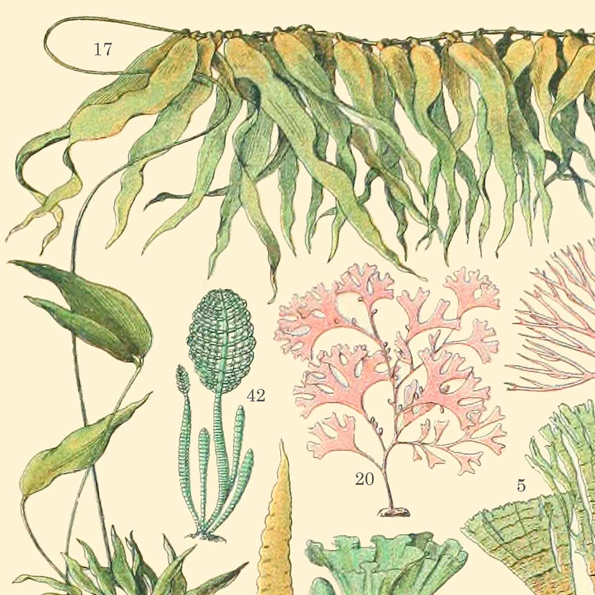 PREMIUM Fabric Shower Curtain - Unique Coastal Coral And Ocean Algae Design In Off White, Pink & Green - Mold Resistant - Waterproof - 71 x 74" - Image 7