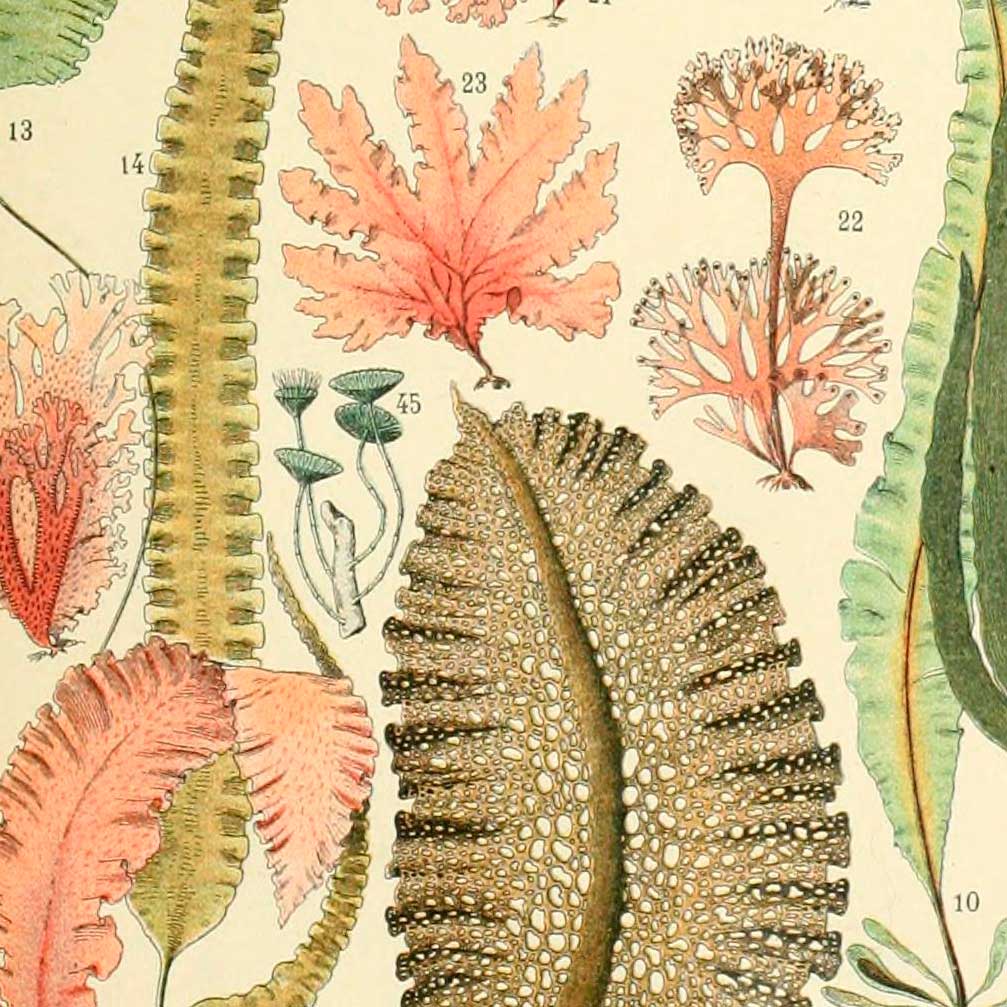 PREMIUM Fabric Shower Curtain - Unique Coastal Coral And Ocean Algae Design In Off White, Pink & Green - Mold Resistant - Waterproof - 71 x 74" - Image 6