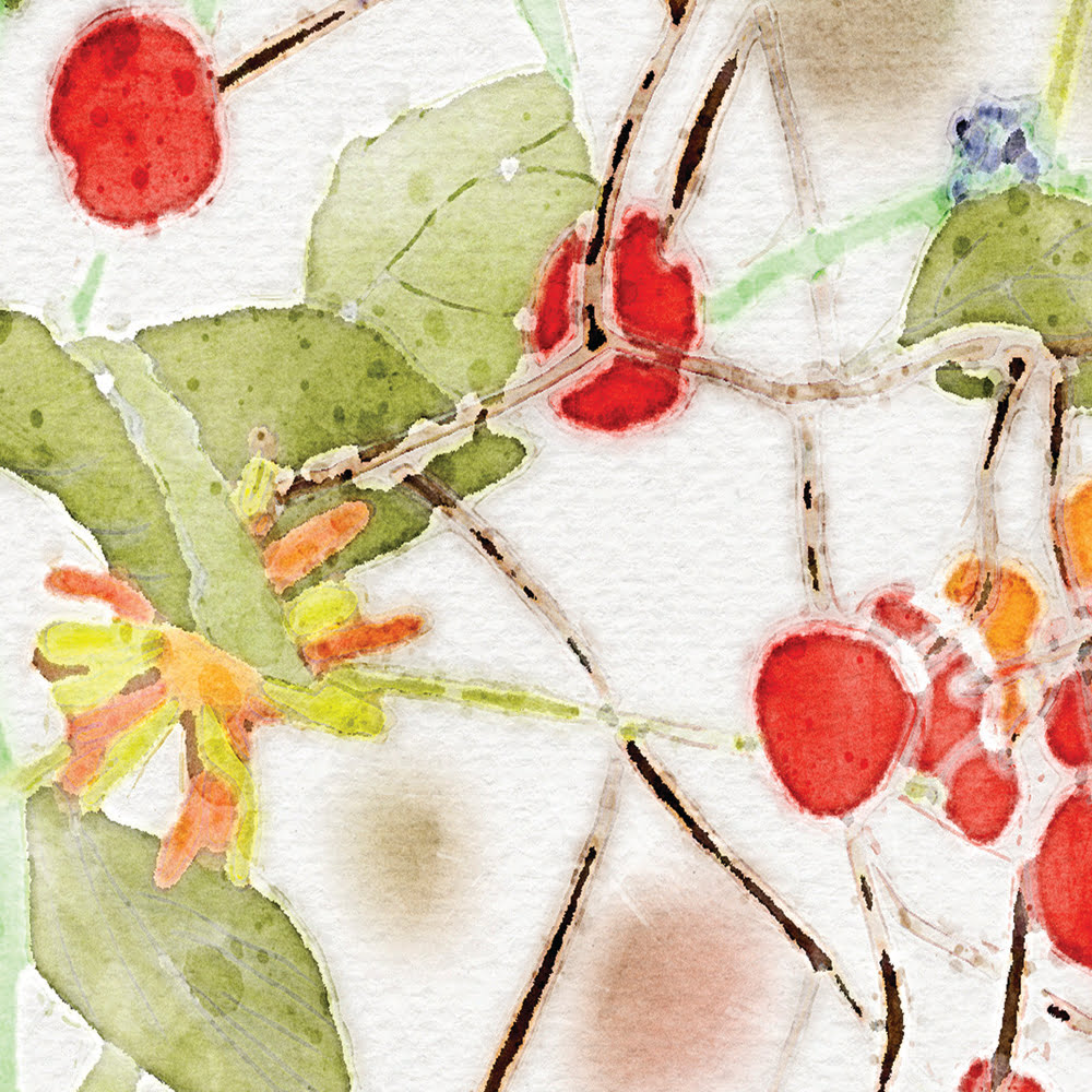 Close-up view of the vibrant colorful wildflower floral artwork patterned on the towels' velour fronts.